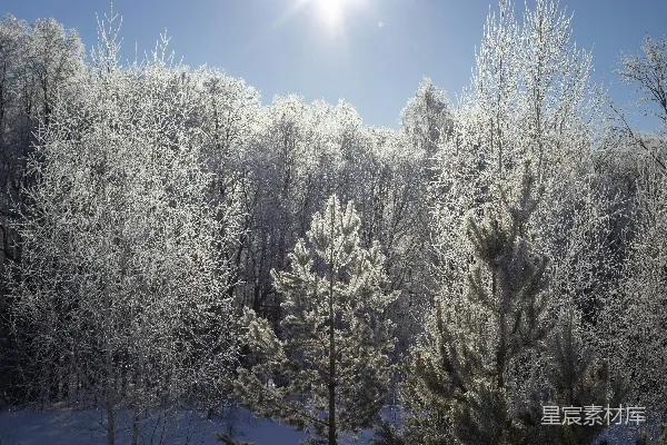 白天雪覆盖的树木在蓝天之下