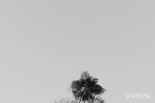 高清摄影 一张黑白照片，显示了一棵高大的树。