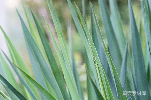近景摄影中的绿色草地