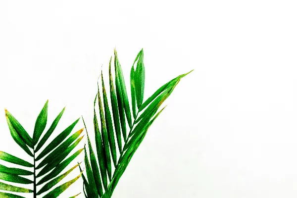 高清摄影 一棵绿色的植物，背景是白色。