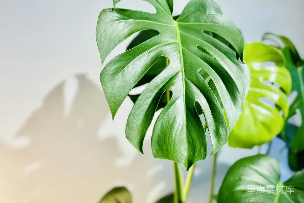 高清摄影 一株叶子大的绿色植物在房间里