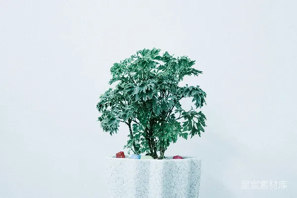 高清摄影 白色花盆中的绿叶植物