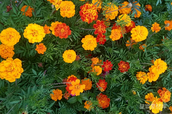 一束生长在草地上的花