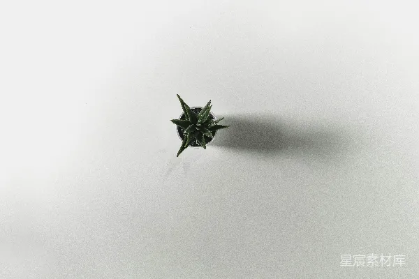 高清摄影 白色表面上的绿色植物