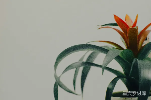 高清摄影 一盆花