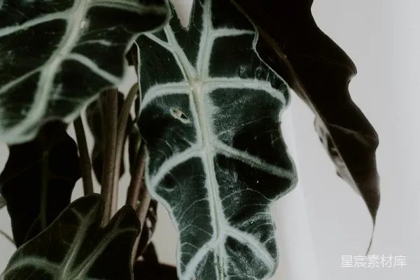 高清摄影 一棵画有脸的植物