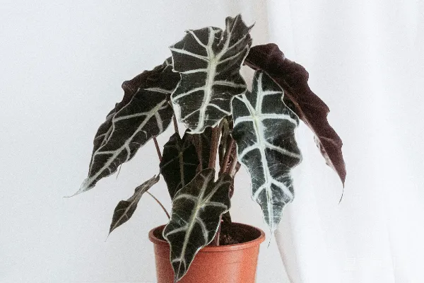 高清摄影 盆栽植物