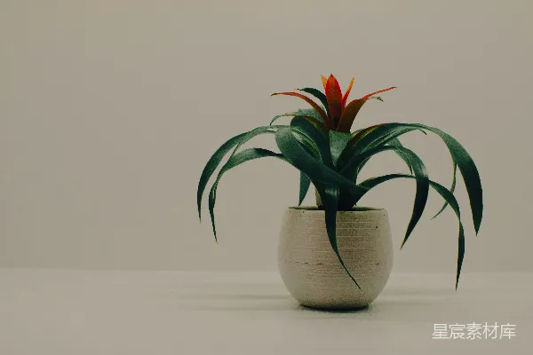 高清摄影 花瓶中的花