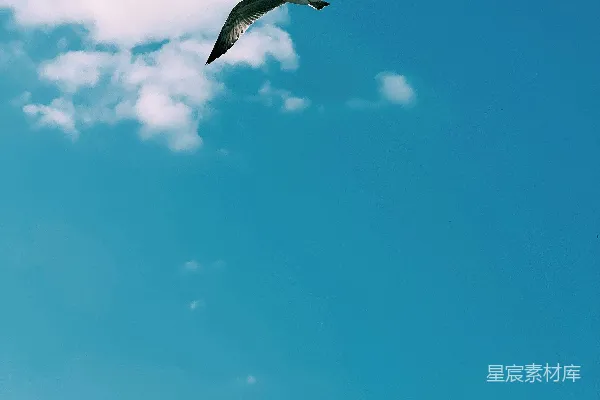 高清摄影 一只大鸟飞过湛蓝的天空