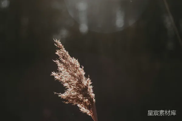 高清摄影 一张阳光背景下的植物特写照片。