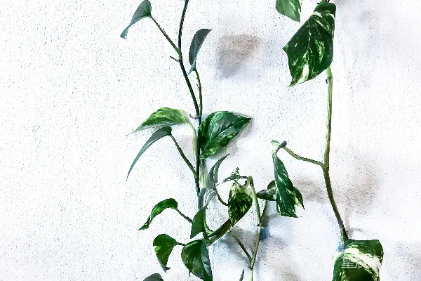高清摄影 绿色植物在白色背景前
