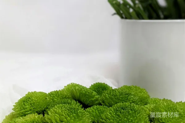 高清摄影 绿色植物放在白色陶瓷花盆里