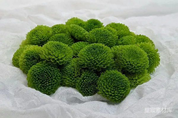 高清摄影 绿色植物在白色织物上