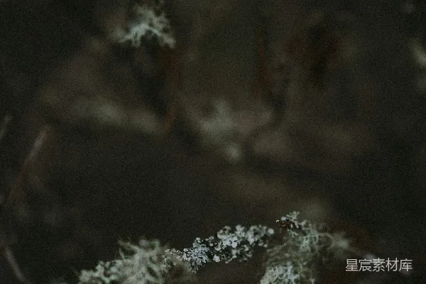 高清摄影 雪景中的特写照片
