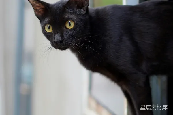 一只黑猫望着窗外。