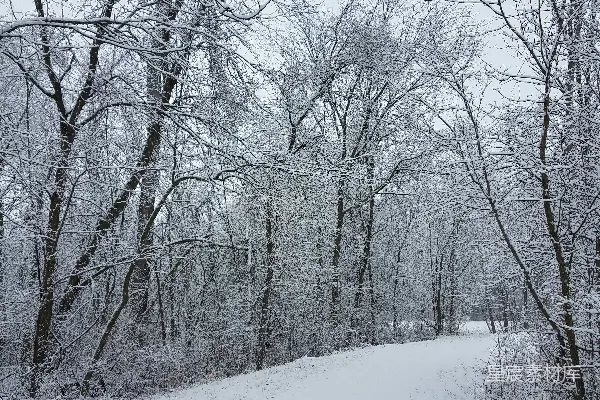 树丛中的雪覆盖小径