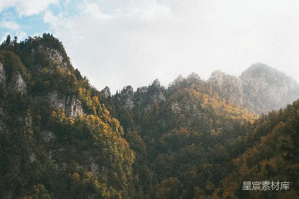 白天绿树和褐树在白色天空下