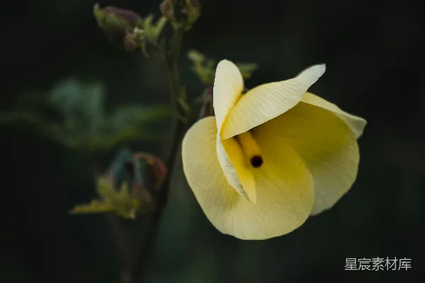 一朵黄色的花，黑色背景