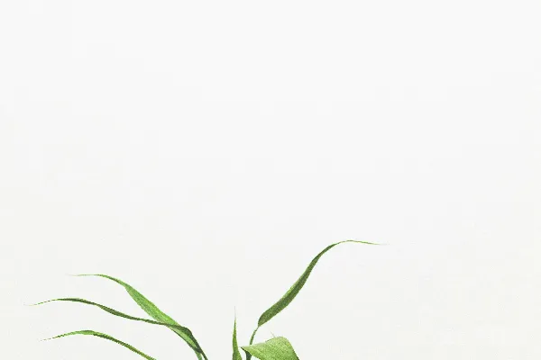 高清摄影 一株植物的特写