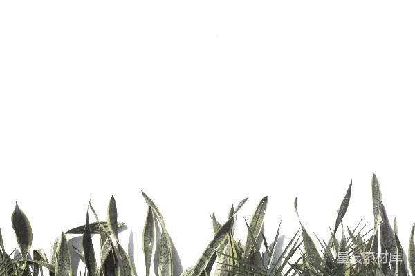 高清摄影 白天空中的绿叶