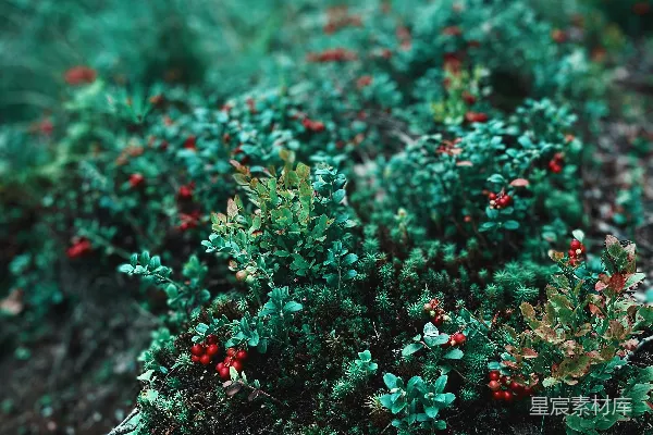 红绿花植物