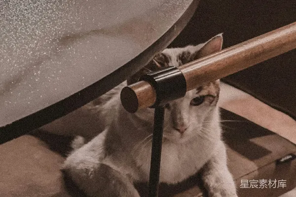 高清摄影 一只猫坐在桌子下面的椅子上。