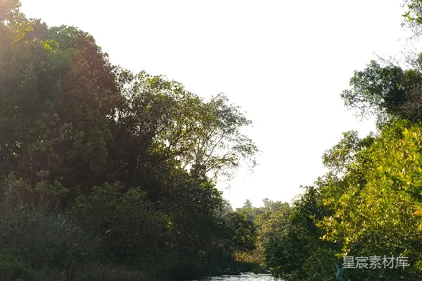 一条流淌的河流周围环绕着茂密的绿树。