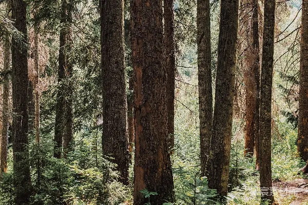 森林中一条泥土小径