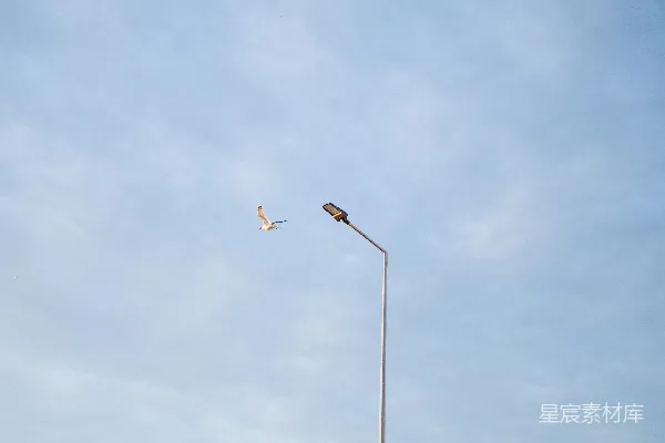 高清摄影 一只鸟正飞过一盏路灯。
