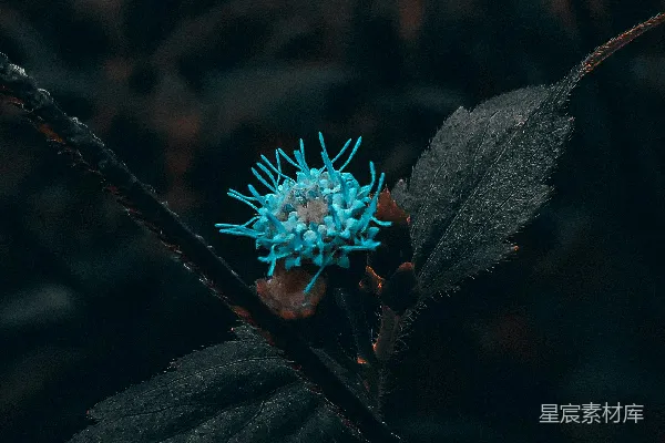 高清摄影 一枝蓝花