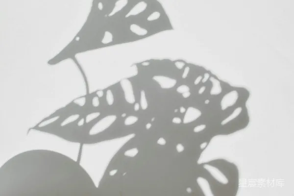 高清摄影 一株植物在白色墙上的影子
