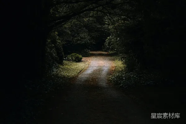 森林中一条蜿蜒的道路