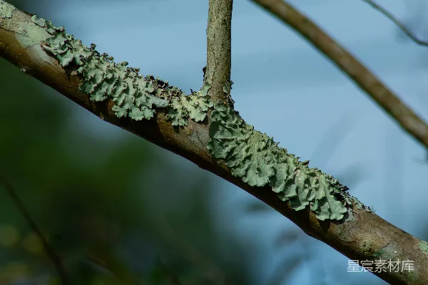 高清摄影 一张生长着苔藓的树枝的特写照片