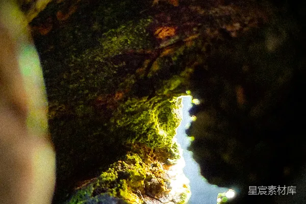 树洞中生长着苔藓和地衣。