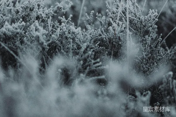 一张黑白照片，覆盖着白雪的草地