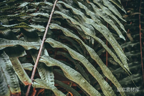高清摄影 一株叶片繁茂的植物的特写。