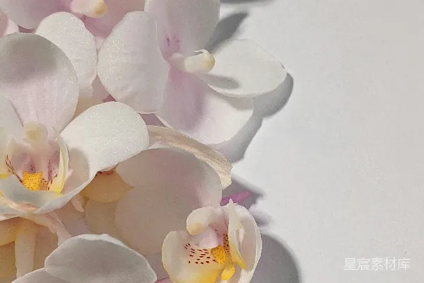 高清摄影 白粉色蝴蝶兰开花
