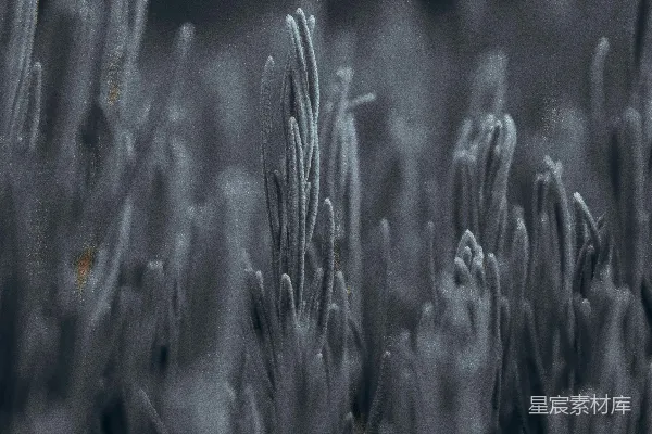 一大丛生长在草中的植物