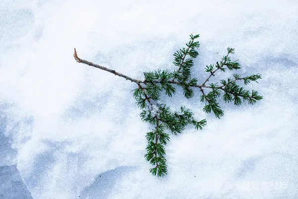 树上的一枝在雪中