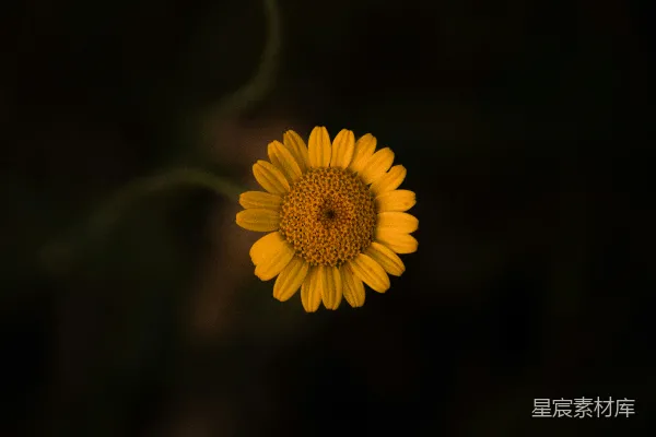 高清摄影 一张黑色背景上的黄色花朵特写照片