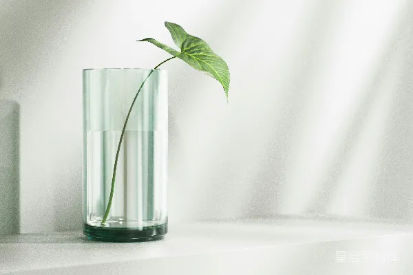 高清摄影 一株绿色植物放在一杯水中
