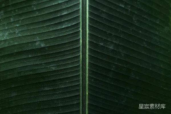 高清摄影 一张特写的绿色大叶子