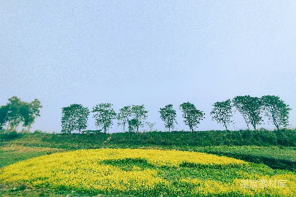一片金黄的花田，背景是排列整齐的树木。