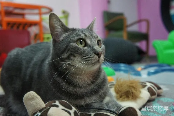 一只猫坐在床上，旁边放着一个毛绒玩具。