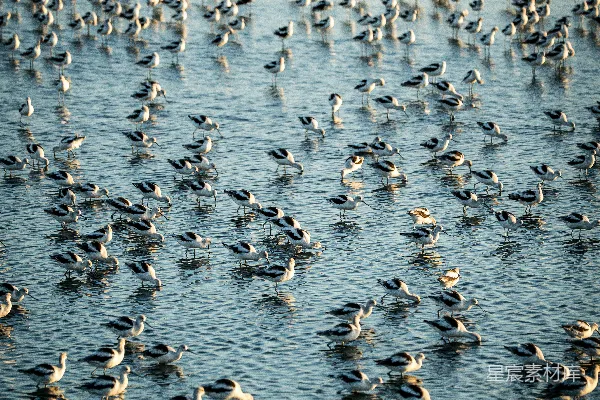 一群鸟在浅水中觅食