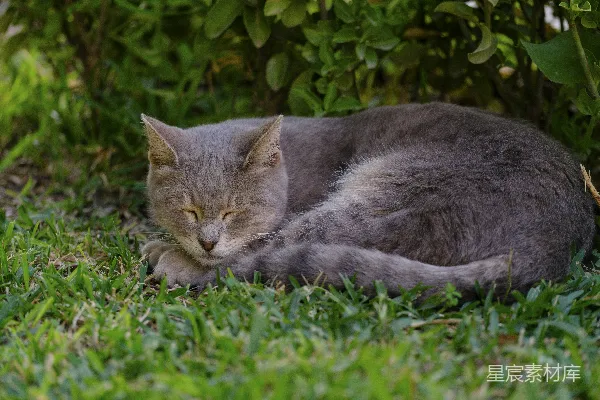 灰猫正在草地上睡觉。