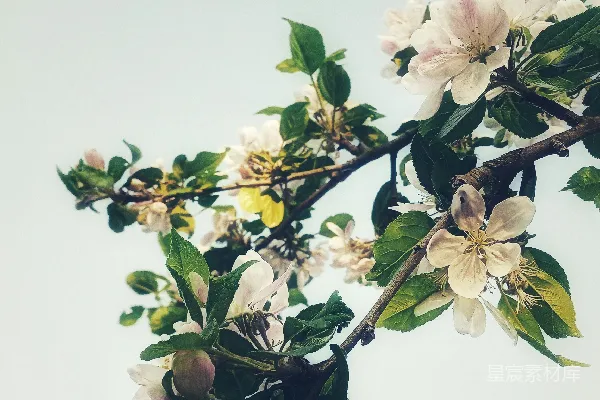 高清摄影 白天盛开的白色和粉红色樱花