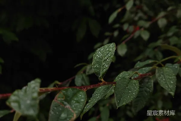 带水珠的树杈叶片