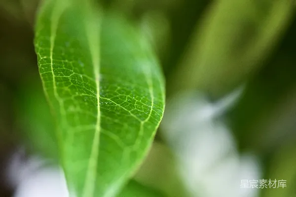 绿色叶片的macro摄影