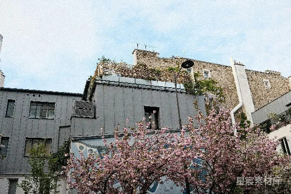 现代建筑前的粉红樱花 Blossoms在现代建筑前绽放为粉色樱花